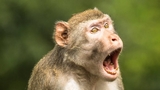 Completata la sequenza dei genomi diploidi di sei specie di primati