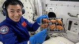 Shenzhou-21: esperimenti sui topi in orbita e installato un forno ventilato per cucinare sulla stazione spaziale cinese