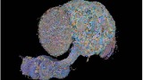 Il cervello di moscerino virtuale ha imparato a giocare a Balatro: e ha vinto