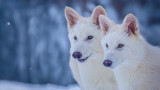 Colossal annuncia la prima de-estinzione al mondo: nati cuccioli di 'lupo terribile' (enocione)