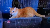 NASA Psyche: il video di un gatto che gioca &egrave; stato inviato dallo Spazio alla Terra via laser