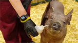 Neuralink &egrave; sotto indagine per maltrattamenti sugli animali